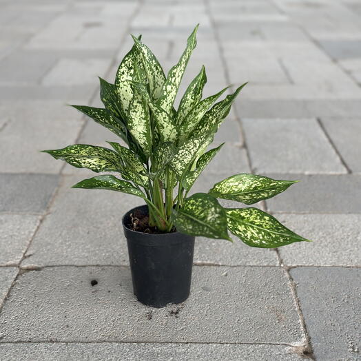 Aglaonema Green (Chinese Evergreen)