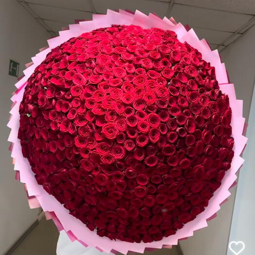 1000 high quality equcdor red rose from holland