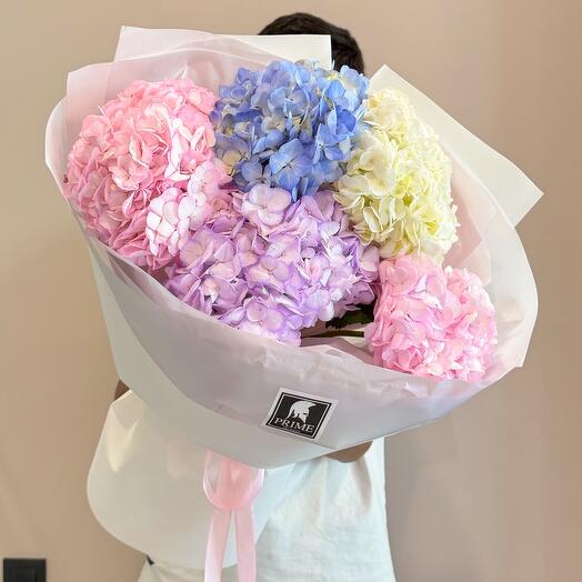 Гортензия Premium 5