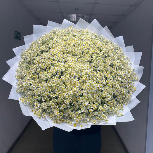 Ромашки