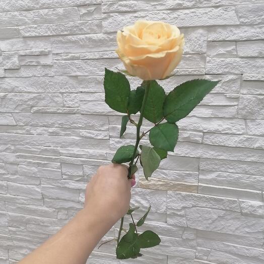 Rosa de té