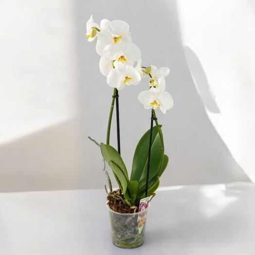Planta orquidea