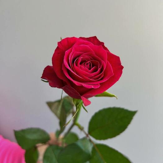 Rosa carmesí 60 cm
