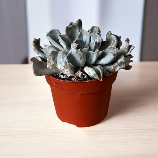 Echeveria lilacina