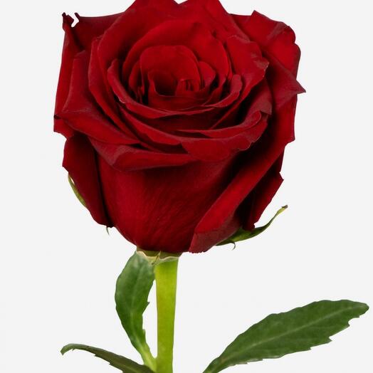 Роза 60см
