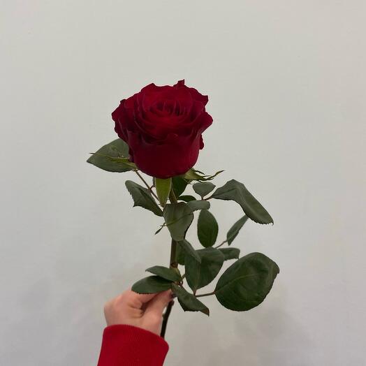 Роза одноголовая красная