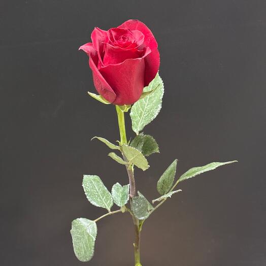 Burgundy Rose 50 cm