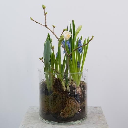 Корпоративные подарки на 8 марта. Первоцветы: нарциссы, мускари и тюльпаны в стеклянной вазе