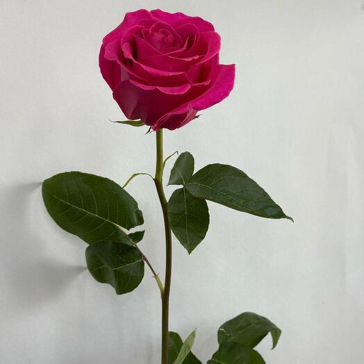 PINKFLOIT Roses