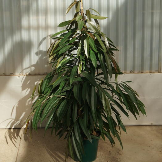 Ficus Amstel King