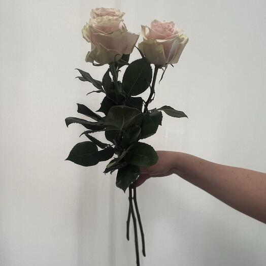 Bouquet of 3 Pink Mandial roses