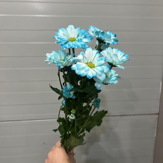 Ромашка голубая Кенеди