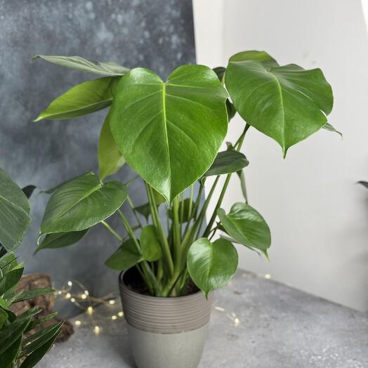Monstera Deliciosa 17/60