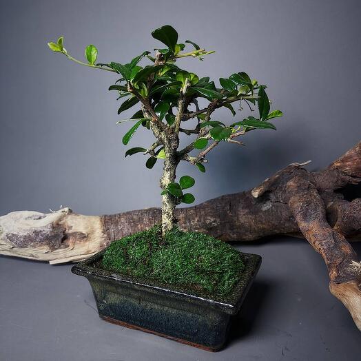 Кармона - цветущее деревце в стиле бонсай в керамическом кашпо без поддона