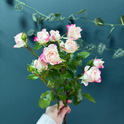 Роза кустовая Рефлекс