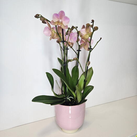 Orquidea premium rosa