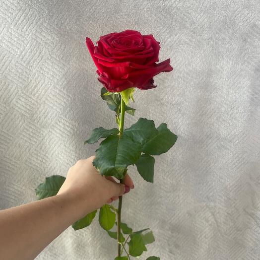 Роза красная