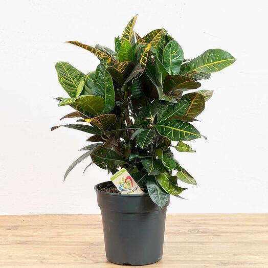 Кодиеум Петра (Кротон)