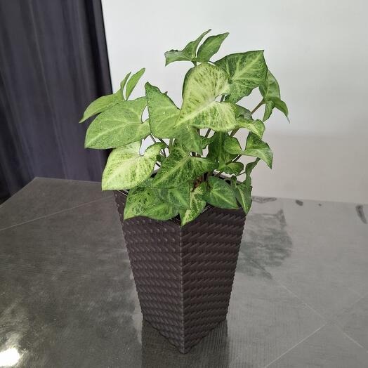 Сингониум Эрроу