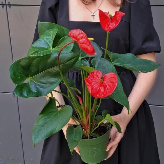 The Anthurium of Turenza/Madural Ed