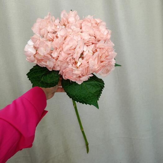 Гортензия розовая