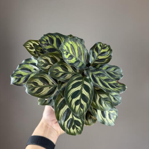 Калатея макояна в плетеной корзине