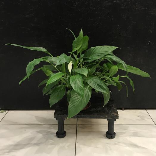 Спатифиллум белый