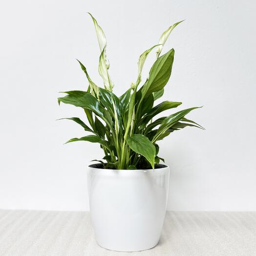 Спатифиллум в белом кашпо с автополивом, высота 35-40см