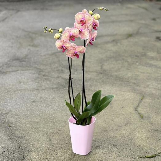 Striped Orchid