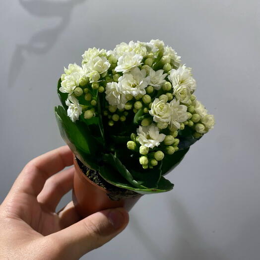 Каланхоэ белое