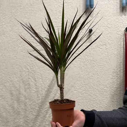 Драцена маргината Мадж