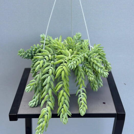 Очиток Моргана (SEDUM MORGANIANUM HANGPOT)