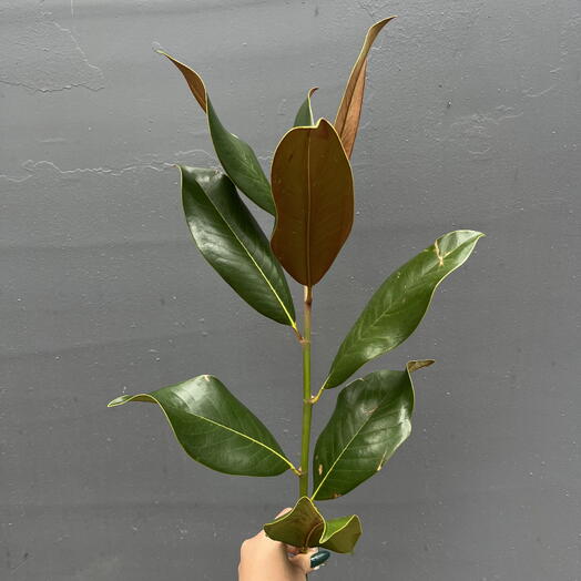 Магнолия Ветка