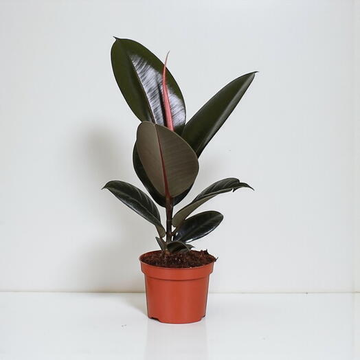 Ficus Abidjan