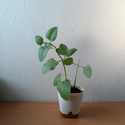 Комнатное растение . Плектрантус-мята