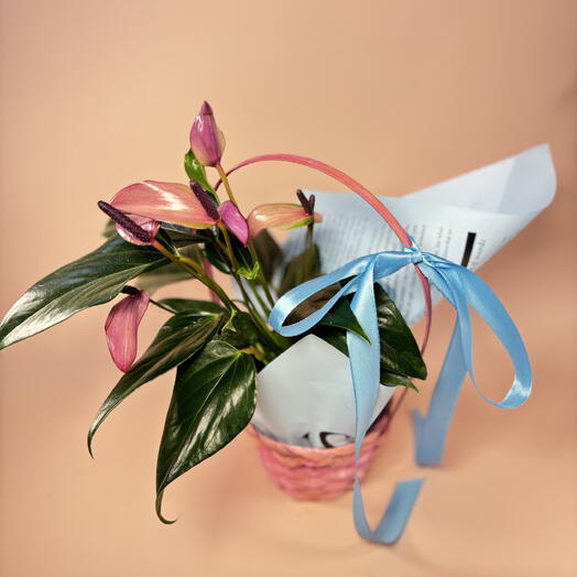 Антуриум редкий Лили в корзине для мамы ️