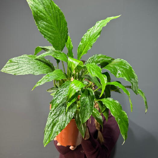 Комнатное растение спатифиллум