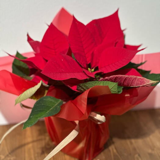Пуансеттия Рождественская звезда