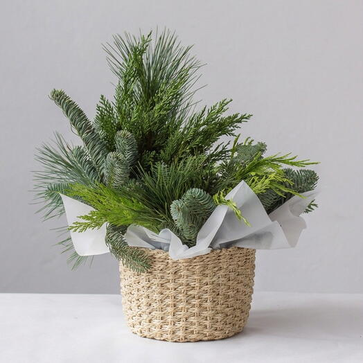 Микс живой хвои в корзине (размер S, корзина 15 см)