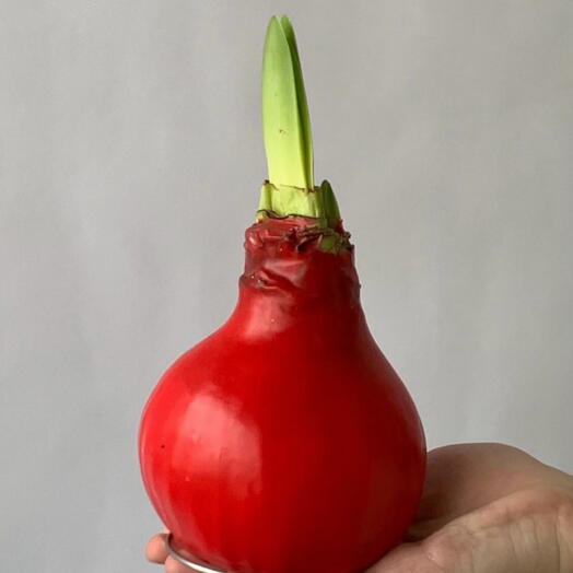 Амариллис в воске «Красный» M