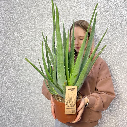 Алоэ вера (Aloe vera)