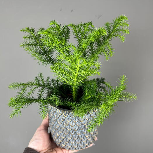 Араукария в керамическом кашпо