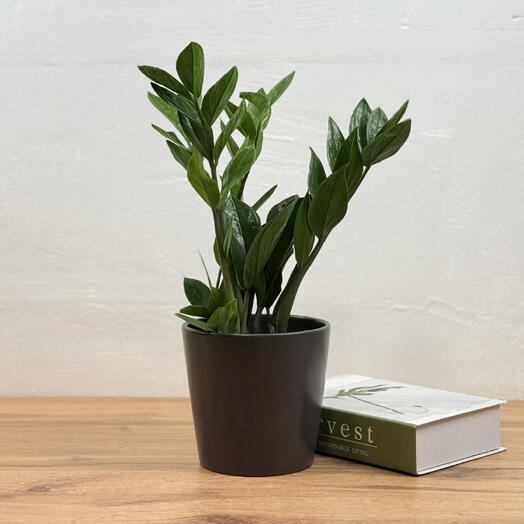 Замиокулькас Долларовое дерево богатства в керамическом кашпо D15