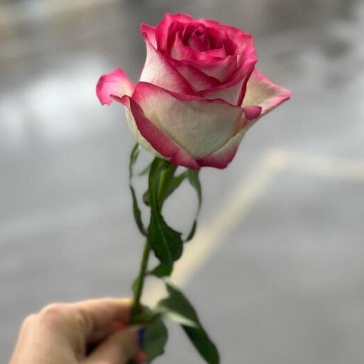 Роза джумиля