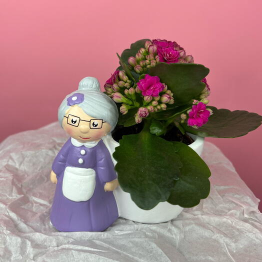 Каланхоэ цветущая в кашпо