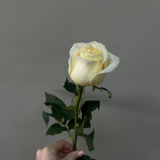 Роза Кандэлайт