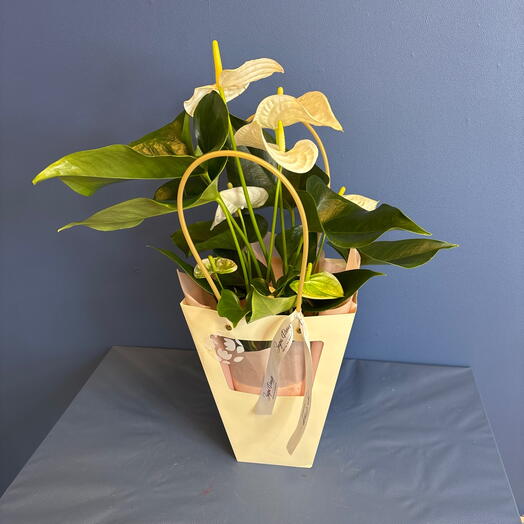 Белый антуриум в горшке