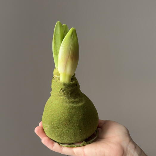 Амариллис воске- зелёный бархат