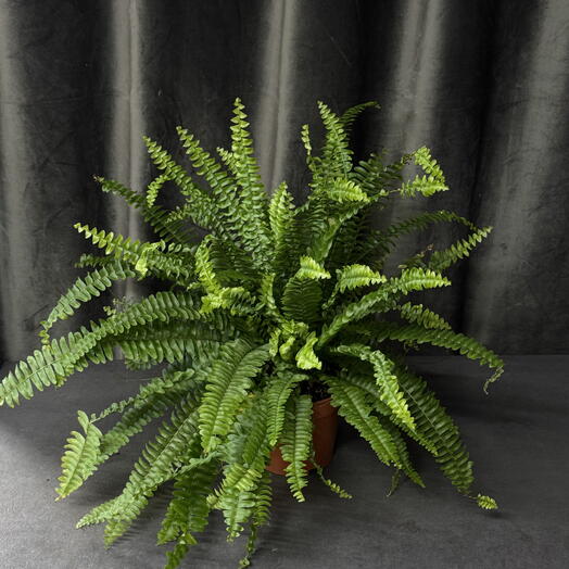 Нефролепис