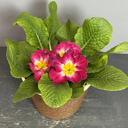 Яркая розовая примула в плетёном кашпо 💝